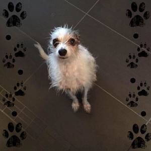 Meet your Posher, Judy